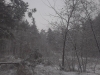первый снег в лесу