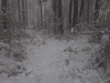 первый снег в лесу