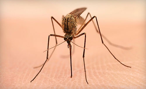 http://www.egolpion.com/img/science/Mosquito-Authority.jpg